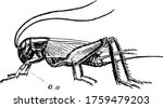 Crickets Are Insects Distantly...