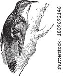 Brown Creeper  From The...