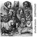 Various Dogs  Vintage Engraved...