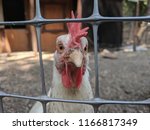 Small photo of Rooster cock-a-doodle-doo behind bars