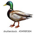 Duck On White Background Free Stock Photo - Public Domain Pictures