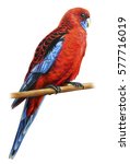 Crimson Rosella Parrot Drawing