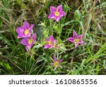 Sabatia Flowering Plant In The...
