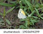 Dainty Sulphur Butterfly Also...