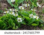 Small photo of Elkslip also known as the Elkslip marsh marigold and white marsh marigold