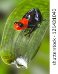 Small photo of poison dart frog Peru Amazon rain forest animal tropical exotic amphibian with bright red warning colors sitting on leaf in jungle Dendrobates Ranitomeya benedicta