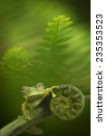 Glass Frog Hyalinobatrachium...