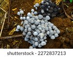 Small photo of Coprinellus is a genus of mushroom-forming fungi in the family Psathyrellaceae. The genus was circumscribed by the Finnish mycologist Petter Adolf Karsten in 1879