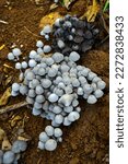 Small photo of Coprinellus in potrait. It is a genus of mushroom-forming fungi in the family Psathyrellaceae. The genus was circumscribed by the Finnish mycologist Petter Adolf Karsten in 1879