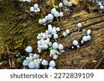 Small photo of Coprinellus on a dead wood. It is a genus of mushroom-forming fungi in the family Psathyrellaceae. The genus was circumscribed by the Finnish mycologist Petter Adolf Karsten in 1879