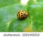 Yellow ladybug on a green leaf