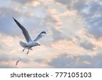 Seagull Bird At Sunset Time