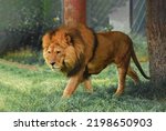 Lion wilderness, South Africa, Lion Images, Bigcat, Nature Images, Safari, Teeth, Loud, Public Domain Images
