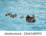 Mallard duck and ducklings swim ...