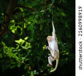 Small photo of Portrait one monkey or Macaca is dangling, looking like Tarzan on a branch. It's about to fall from the tree. At Khao Ngu Stone Park, Ratchaburi, Thailand. Leave space for text input.