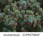 The Leaves And Berries Of A Yew ...