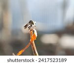 Small photo of beetle, branch, bug, crook, foot, forest, green, insect, leg, limb, mustache, rogue, twig, whisker, animal, asian, asilidae, assassin flies, background, beautiful, beauty, black, bristly, brown