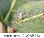 Small photo of animal, animals, arachnid, arachnida, arachnids, araneae, arthropod, brown, care, detail, egg, eggs, fauna, female, insect, invertebrate, lynx, lynx spider, macro, natural, nature, oxyopidae, parental