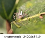 Small photo of animal, animals, arachnid, arachnida, arachnids, araneae, arthropod, brown, care, detail, egg, eggs, fauna, female, insect, invertebrate, lynx, lynx spider, macro, natural, nature, oxyopidae, parental