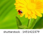 Seven Spot Ladybird  Coccinella ...