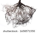 tree roots isolated on white background