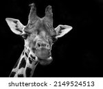 Portrait Of Giraffe Close Up