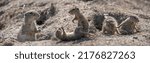 European ground squirrel, Spermophilus citellus