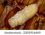 a pupa of honey bee (worker)