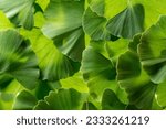 Small photo of ginkgo biloba leaves on a white background