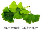Small photo of ginkgo biloba leaves isolated on a white background