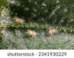 Small photo of Tetranychus urticae ( red spider mite or two-spotted spider mite) is a species of plant-feeding mite. It is a pest. It can feed vegetables