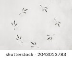 Funny Footprints Of A Bird In A ...