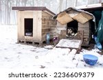 Portrait of homeless dog sitting inside dog house. Winter, snow. Shaky and hungry dog from the cold in the forest.