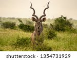 Imposing Kudu Bull Standing...