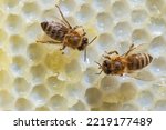 Buckfast Worker Honeybees on a honeycomb.   Dykesville, WI, USA