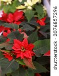 Background of christmas flowers ...
