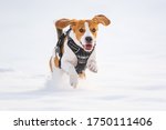 Tricolor Beagle Dog Hound...