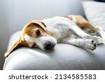 Small photo of Adult Male hound Beagle dog sleeping at home on the sofa. Cute dog portrait, selective focus, blurred background