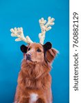 Small photo of dog wearing deer plush horns, nova scotia duck tolling retriever in christmas decoration costume, funny portrait of toller breed