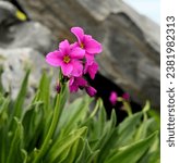 Small photo of Parry's Primrose (Primula parryi) blooms near the 13,000' level on Wheeler Peak in Great Basin National Park, Nevada.