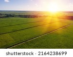 Sugar cane fields plantation at caribbean countryside, agriculture concept. Aerial top view