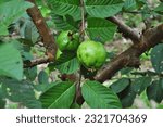 Unripe guavas on the tree