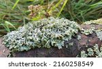 Small photo of Foliose lichen (one of a variety of lichens, which are complex organisms that arise from the symbiotic relationship between fungi and a photosynthetic partner)