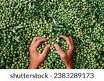 Small photo of high angle view of a man about to take a bunch of arbequina olives with his hands from a large pile of olives freshly collected in an olive grove in Catalonia, Spain