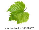 Leaf From The Vine Isolated On...