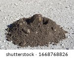 Small photo of Spalax microphthalmus in its molehill
