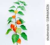 Small photo of Orange Flower of physalis alkekengi isolated on white background. Withania somnifera. Ashwagandha. Chinese lantern plants, Japanese lantern, bladder cherry, winter cherry. Square image