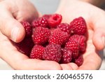 Hands Holding Red Raspberries....