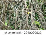 Small photo of Dried branch and twig of passion fruit trees in the garden. Cabang dan ranting pohon markisa yang sudah kering