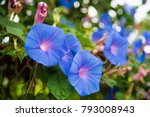 Image Of A Blue Flower Of...